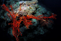   Fiery red fern coral pops like giant hand seabed shot Nikon 2DX 10.5mm fisheye f11 1250 one Inon Z240 strobe 105mm 10 5mm f/11, f11, 11, 1/250, 1250, 250, Z-240 240  